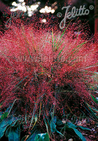 Purpurová tráva lásky ERAGROSTIS spectabilis cca.20 semien